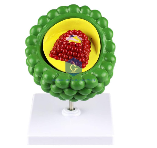 HIV AIDS Model